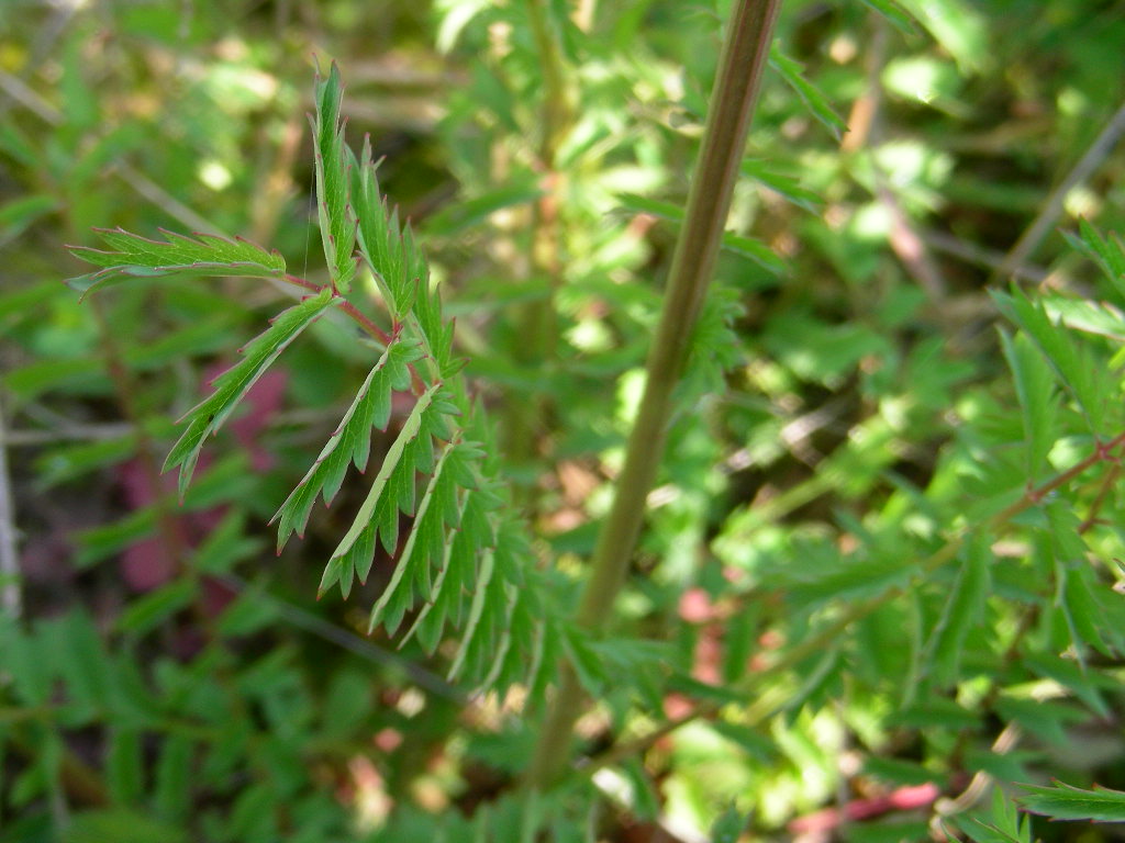 Sanguisorba minor